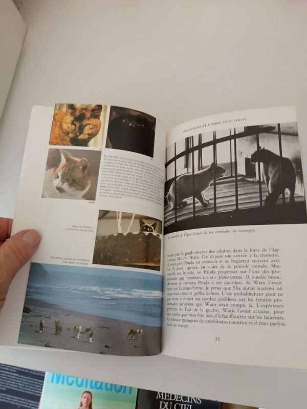 Le royaume des chats – Image 2