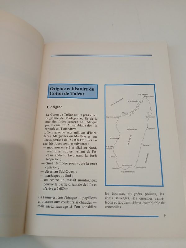 Le coton de Tuléar – Image 3